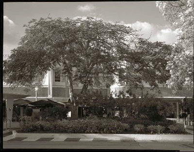 Extinction - Trees and Bookstore