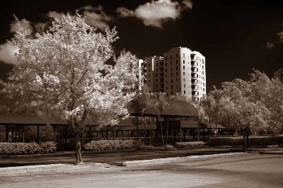 White Trees